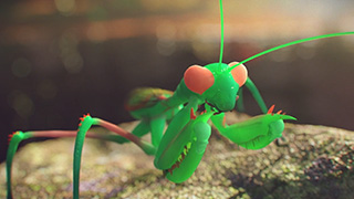 Preying Mantis